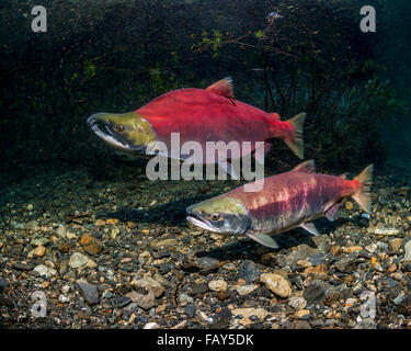 Sockeye Lachs (Oncorhynchus Nerka) laichen paar über eine Redd, die im Bau befindliche eines Alaskan Stream im Frühsommer ist positioniert. Stockfoto