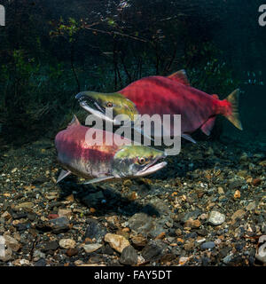 Sockeye Lachs (Oncorhynchus Nerka) laichen paar über eine Redd, die im Bau befindliche eines Alaskan Stream im Frühsommer ist positioniert. Stockfoto