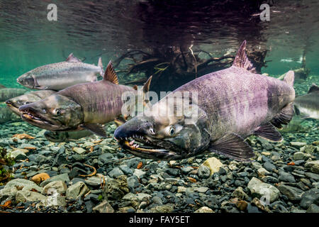 Chum Lachs (Oncorhynchus Keta) tot nach der Laichablage ...