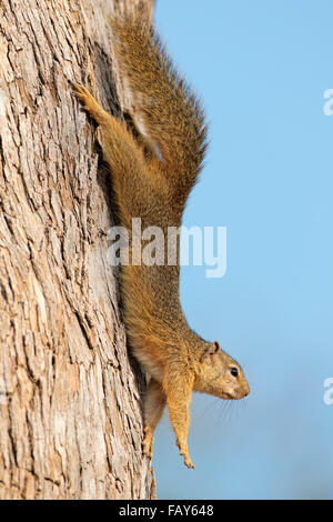 Baum Eichhörnchen (Paraxerus Cepapi) sitzt in einem Baum, Krüger Nationalpark, Südafrika Stockfoto