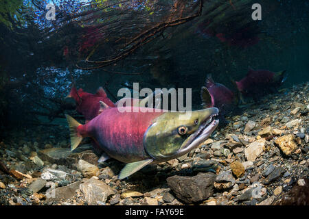 Weiblicher Rotlachs (Oncorhynchus Nerka) mit einem Gefolge von konkurrierenden Männchen im Hintergrund in einem Alaskan Stream im Frühsommer. Stockfoto