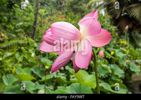 Indonesien, Tejakula, Bali, Lotusblüte Stockfoto