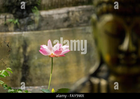 Indonesien, Tejakula, Bali, Lotus-Blume in der Nähe von Buddha-statue Stockfoto