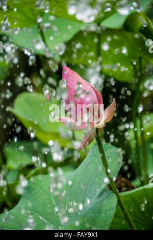 Indonesien, Tejakula, Bali, Lotusblüte Stockfoto