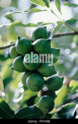 Big Island, Hawaii, Macadamia-Nuss-Farm, Muttern auf Baum Stockfoto