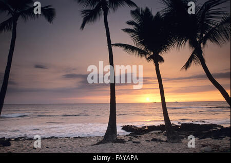 Big Island, Hawaii, Sonnenuntergang am Kona Beach, Palm Tree Silhouetten Stockfoto