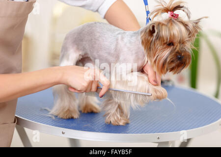 Yorkshire Rassehund ist präpariert werden. Stockfoto