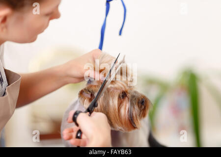 Yorkshire Terrier in den Prozess der Stil verändert. Stockfoto