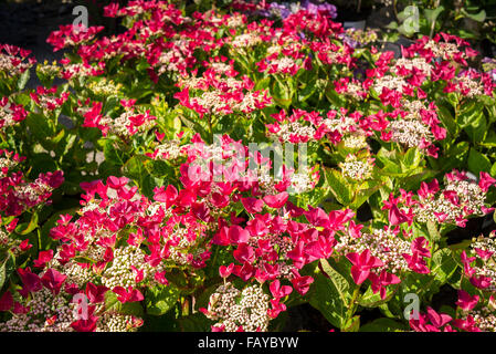 Nahaufnahme von Hydrangea Macrophylla Lady in Red Stockfoto