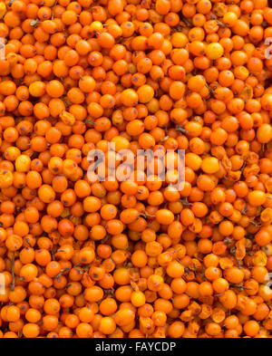 Draufsicht der Sanddorn als Hintergrundtextur Stockfoto