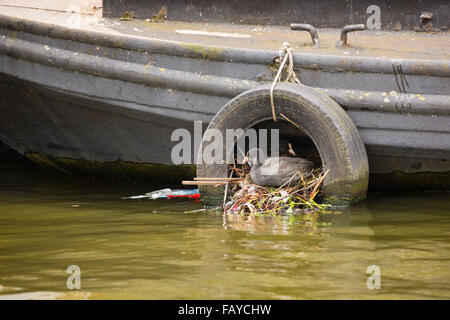 Niederlande, Amsterdam, Blesshuhn auf Nest in Reifen im Kanal im Stadtzentrum in der Nähe von Hausboot Stockfoto