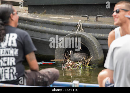 Niederlande, Amsterdam, Blesshuhn auf Nest im Kanal im Stadtzentrum. Vorbeifahrenden Boote Stockfoto