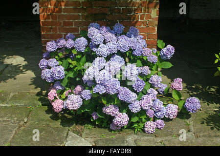 Blaue Hortensie Blumen Stockfoto