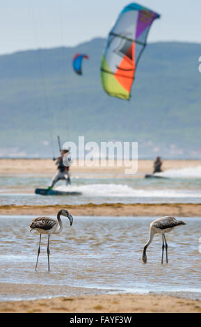 Flamingos und Kite-Surfen. Strand von Los Lances, Tarifa, Costa De La Luz, Andalusien, Südspanien. Stockfoto