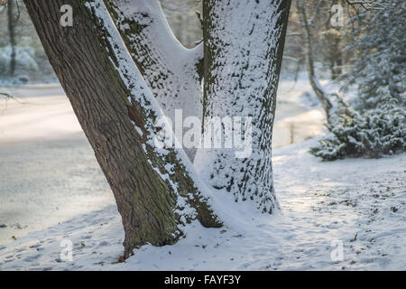 Drei alte Eichen bedeckt mit Schnee Quercus robur Stockfoto