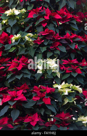 Euphorbia Pulcherrima. Infinity roten Weihnachtsstern-Display im RHS Wisley Gardens. Surrey, England Stockfoto