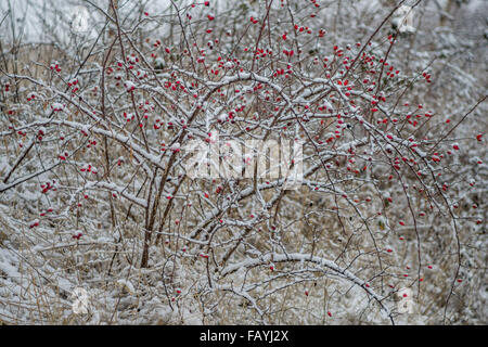 Hundsrose Busch mit Beeren bedeckt mit Schnee Rosa canina Stockfoto