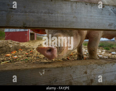 Junge Schweine im Schlamm, Hraunsnef Farm, Nordurardalur Valley, Western Island Stockfoto