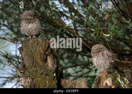 Zwei Jungvögel der Steinkauz / Minervas Eule / Steinkaeuze (Athene Noctua) thront auf einer Weide Pollard. Stockfoto