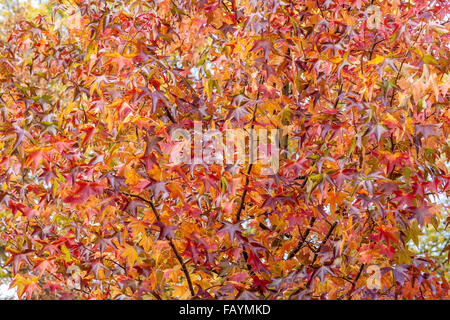 Leuchtend Herbstblätter bunte der Amberbaum Baum Liquidambar styraciflua Stockfoto