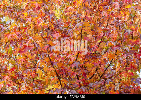 Leuchtend Herbstblätter bunte der Amberbaum Baum Liquidambar styraciflua Stockfoto