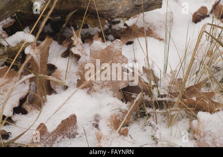 Closeup, Eiche Blättern bedeckt mit Schnee Stockfoto