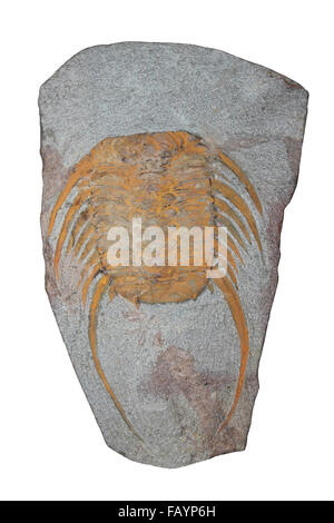 Trilobit Selenopeltis Longispinus Upper Ordovician, Marokko Stockfoto