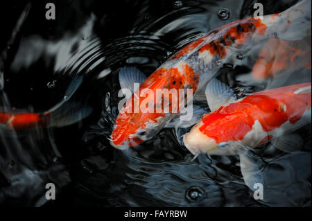 Japanische Koi Karpfen schwimmen im Teich in Rikugien Garten Tokio Japan Stockfoto