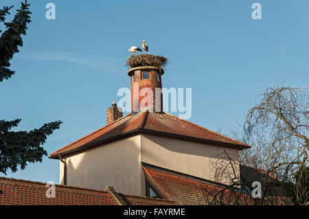 Störche nisten auf Schornstein der alten Paarungen, Höchstadt, Deutschland Stockfoto