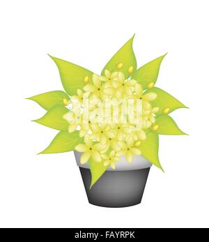 Schöne Blume, Illustration gelbe Farbe von Cassia Fistula oder Golden Shower Blume im Keramiktopf für Gartendekoration. Stockfoto