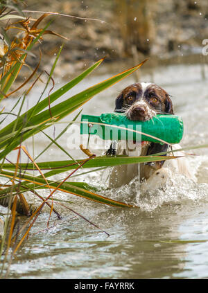 Englisch Springer Spaniel Gun Gebrauchshund abrufen eine Trainingspuppe im Wasser während einer Unterrichtsstunde Gebrauchshund training Stockfoto