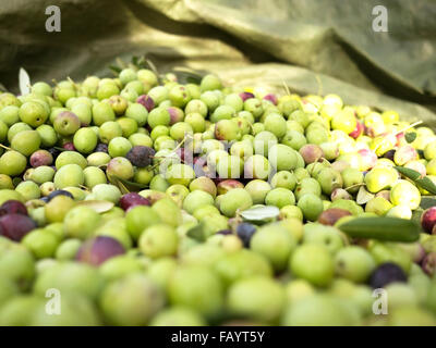 Nur nahm bunte Oliven auf Boden Stockfoto