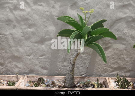 Glycyrrhiza Juttae (namibische Traube) indigene südafrikanischen Sukkulenten Stockfoto