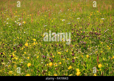 Eine Sommerwiese in England, voll von bunten Wildblumen. Stockfoto