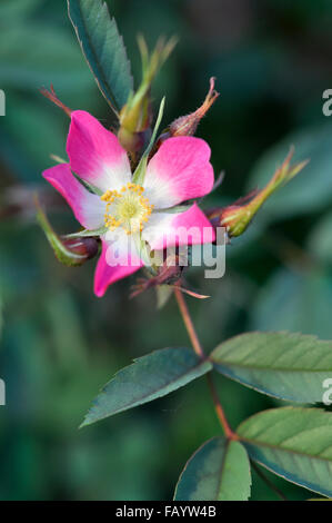 Rosa Glauca zur Blüte kommen. Eine wild aussehende rose mit einzelnen rosa Flowres und dunklen Laub. Stockfoto