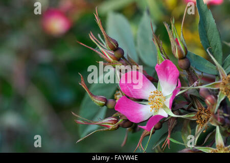 Rosa Glauca zur Blüte kommen. Eine wild aussehende rose mit einzelnen rosa Flowres und dunklen Laub. Stockfoto