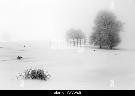 Nebliger Wintertag in Wiese Stockfoto