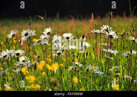 Eine Sommerwiese in England, voll von bunten Wildblumen einschließlich weiße Gänseblümchen, Hahnenfuß und Sauerampfer. Stockfoto