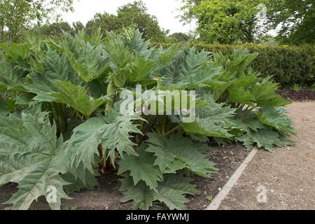 Rhubarbe, Rhabarber, Arzneirhabarber, Chinesischer Rhabarber, chinesische Rhabarber Rheum palmatum Stockfoto