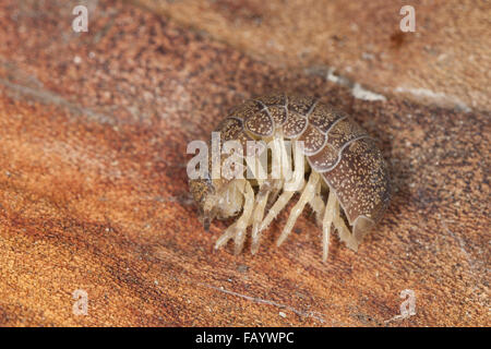 Pillbug, Pill Bug, Riesen-Rollassel, Riesenrollassel, Große Rollassel, Rollasseln, Helleria Brevicornis, Korsika, Corsica Stockfoto