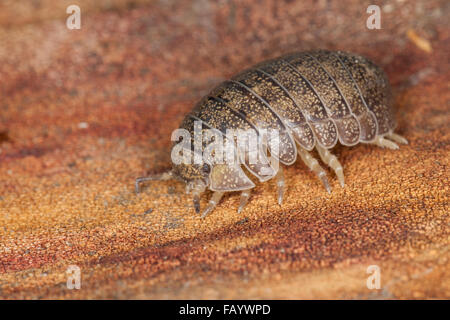 Pillbug, Pill Bug, Riesen-Rollassel, Riesenrollassel, Große Rollassel, Rollasseln, Helleria Brevicornis, Korsika, Corsica Stockfoto