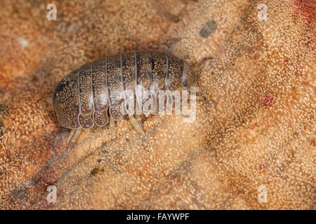 Pillbug, Pill Bug, Riesen-Rollassel, Riesenrollassel, Große Rollassel, Rollasseln, Helleria Brevicornis, Korsika, Corsica Stockfoto