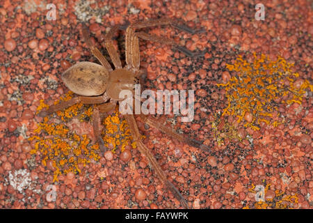 Riesige Krabbenspinne, Huntsman Spinne, Riesenkrabbenspinne, Riesenkrabben-Spinne, Riesen-Krabbenspinne, Olios argelasius Stockfoto