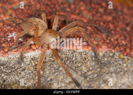 Riesige Krabbenspinne, Huntsman Spinne, Riesenkrabbenspinne, Riesenkrabben-Spinne, Riesen-Krabbenspinne, Olios argelasius Stockfoto