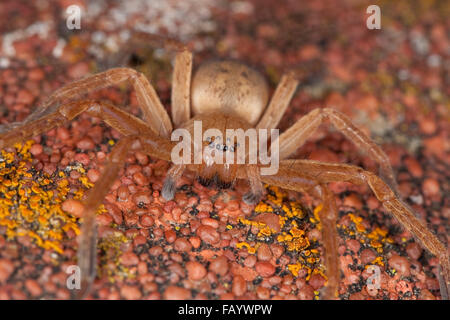 Riesige Krabbenspinne, Huntsman Spinne, Riesenkrabbenspinne, Riesenkrabben-Spinne, Riesen-Krabbenspinne, Olios Argelasius, Porträt Stockfoto