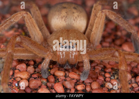 Riesige Krabbenspinne, Huntsman Spinne, Riesenkrabbenspinne, Riesenkrabben-Spinne, Riesen-Krabbenspinne, Olios Argelasius, Porträt Stockfoto