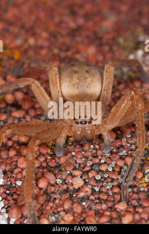 Riesige Krabbenspinne, Huntsman Spinne, Riesenkrabbenspinne, Riesenkrabben-Spinne, Riesen-Krabbenspinne, Olios Argelasius, Porträt Stockfoto