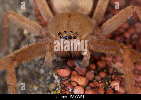 Riesige Krabbenspinne, Huntsman Spinne, Riesenkrabbenspinne, Riesenkrabben-Spinne, Riesen-Krabbenspinne, Olios Argelasius, Porträt Stockfoto