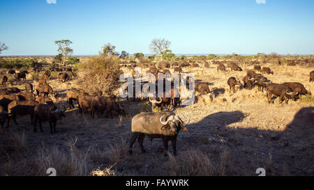 Afrikanische Wilde Büffel Specie Syncerus Caffer Familie der Horntiere Stockfoto