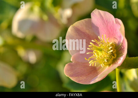 Eine blasse rosa Helleborus Orientalis Blume im Frühlingssonnenschein. Stockfoto